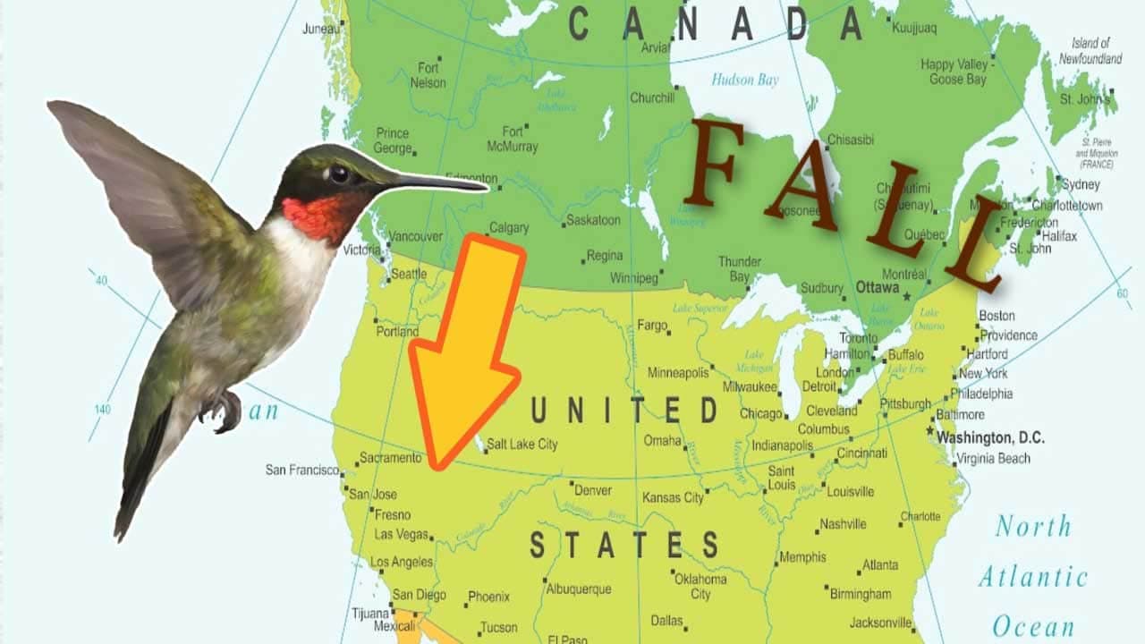 Fall Migration of Hummingbirds