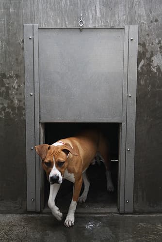 Pet Licensing