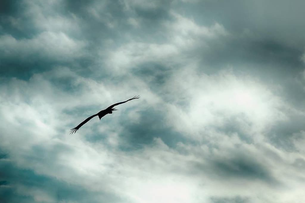 A bird gliding under a heavy overcast sky